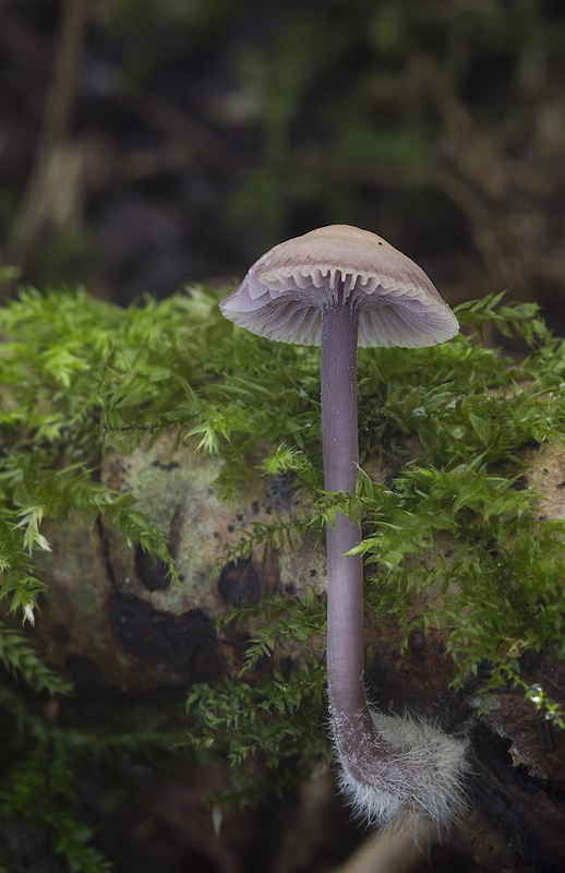 Mycena pearsoniana